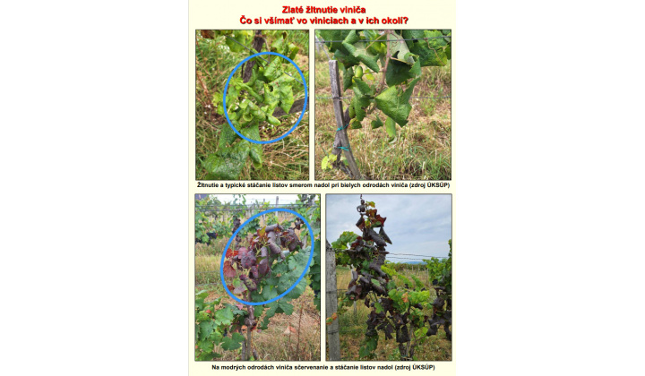 Usmernenie pre ochranu pred zlatým žltnutím viniča