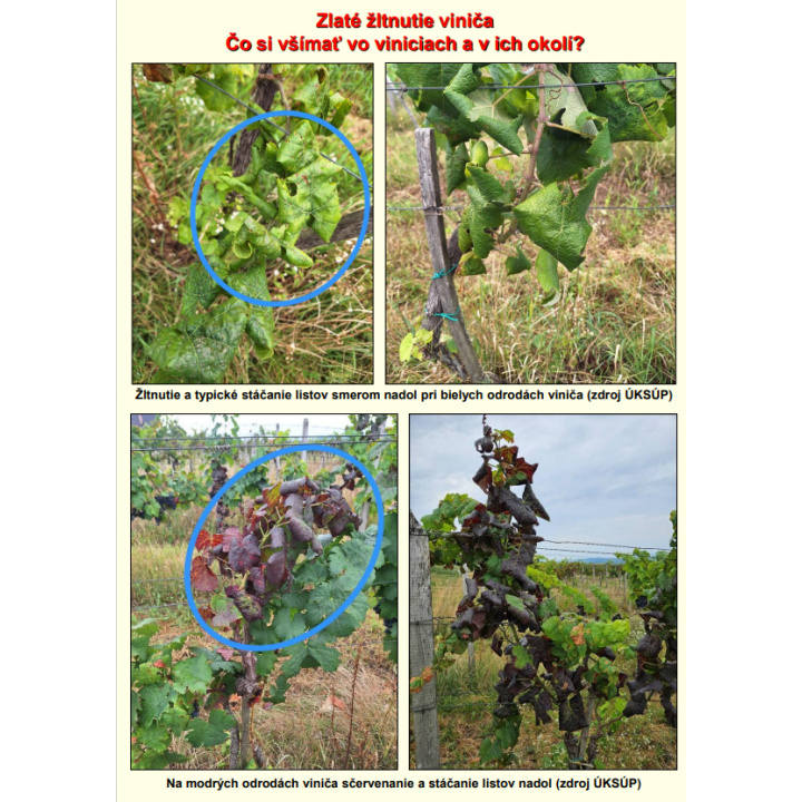 Usmernenie pre ochranu pred zlatým žltnutím viniča
